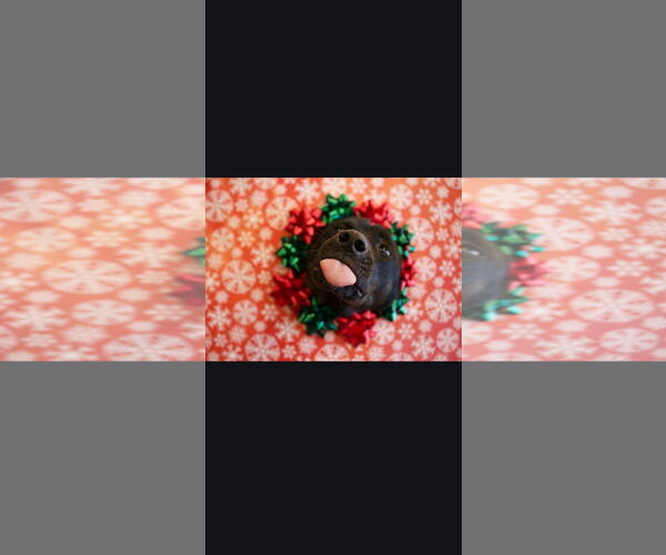 Medium Photo #3 Catahoula Leopard Dog-Labrador Retriever Mix Puppy For Sale in Crystal, MN, USA