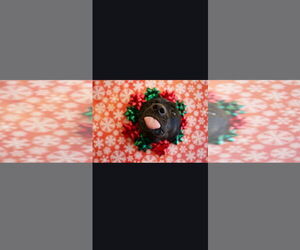 Catahoula Leopard Dog-Labrador Retriever Mix Dogs for adoption in Crystal, MN, USA