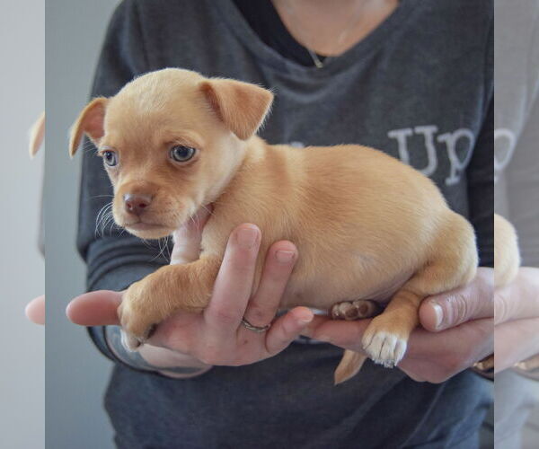 Medium Photo #2 Chihuahua Puppy For Sale in Huntley, IL, USA