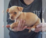 Small #1 Chihuahua