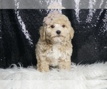 Puppy Litle Lupin Poodle (Miniature)