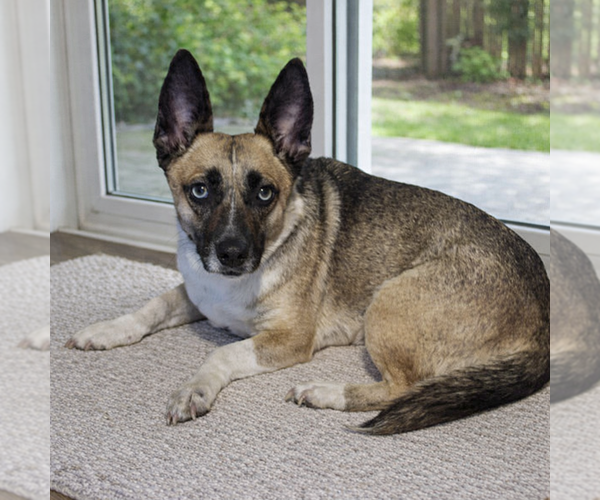 Medium Photo #5 Pembroke Welsh Corgi-Unknown Mix Puppy For Sale in San Diego, CA, USA