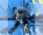 Small Photo #5 Border Collie-Golden Retriever Mix Puppy For Sale in PALM COAST, FL, USA