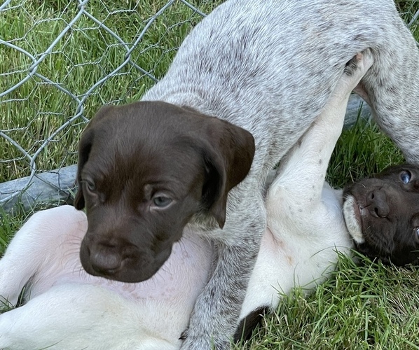 Medium Photo #13 German Shorthaired Pointer Puppy For Sale in DALLAS, OR, USA