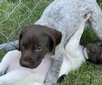 Small Photo #13 German Shorthaired Pointer Puppy For Sale in DALLAS, OR, USA