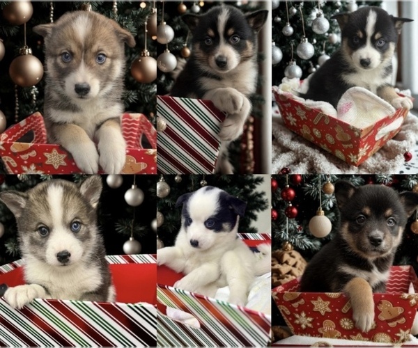 Medium Photo #1 Pomsky-Shiba Inu Mix Puppy For Sale in NASHUA, NH, USA