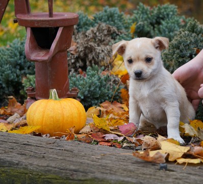Medium Photo #1 Jack Russell Terrier-Unknown Mix Puppy For Sale in FREDERICKSBG, OH, USA