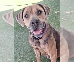 Mutt Dogs for adoption in Woodland, CA, USA