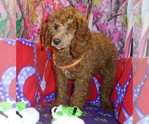 Poodle (Standard) Puppy for sale in HOWE, ID, USA