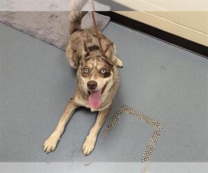 Siberian Husky-Unknown Mix Dogs for adoption in Denver, CO, USA