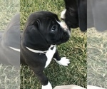Small Photo #2 Boxer Puppy For Sale in APPLE CREEK, OH, USA