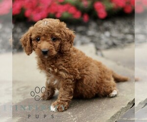 Goldendoodle (Miniature) Puppy for sale in GORDONVILLE, PA, USA