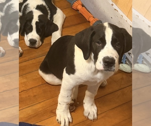 Medium Photo #55 Cane Corso-Saint Bernard Mix Puppy For Sale in WORCESTER, MA, USA