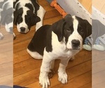 Small Photo #55 Cane Corso-Saint Bernard Mix Puppy For Sale in WORCESTER, MA, USA