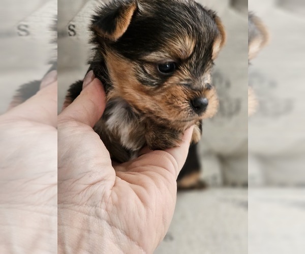 Medium Photo #2 Yorkshire Terrier Puppy For Sale in SALEM, OR, USA
