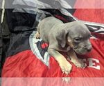 Small #3 American Bully