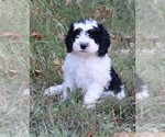 Puppy 2 Miniature Bernedoodle
