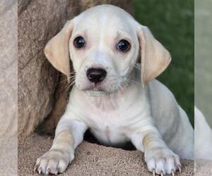 Gardenia (Bloom Pup) - Male Chihuahua-Colonial Cocker Spaniel Mix Dog for Adoption - Photo #10