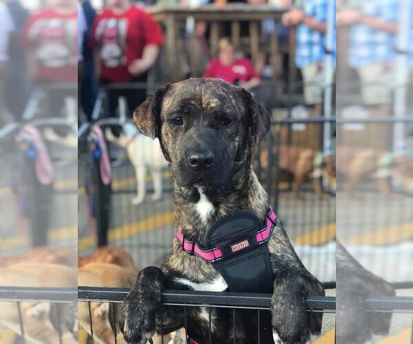 Medium Photo #11 Rottweiler-Unknown Mix Puppy For Sale in Spring, TX, USA