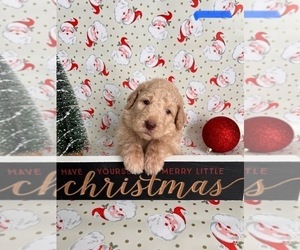 Goldendoodle Puppy for sale in HOPE, IN, USA
