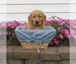 Puppy Teal collar English Cream Golden Retriever