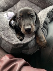 Dachshund Puppy for sale in TAMPA, FL, USA