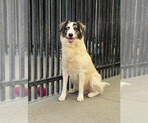 Border Collie-Unknown Mix Dogs for adoption in Santa Maria, CA, USA
