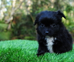 Small Photo #4 Chiranian Puppy For Sale in SAINT AUGUSTINE, FL, USA