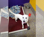 Ranch - Male Dachshund-Unknown Mix Dog for Adoption - Small photo