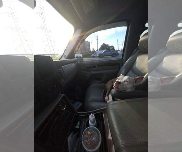 Medium Photo #4 Staffordshire Bull Terrier Puppy For Sale in Oakhurst, NJ, USA