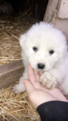 Great Pyrenees Puppy for sale in SALINE, MI, USA