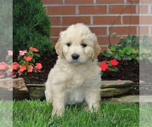 Goldendoodle-Poodle (Standard) Mix Puppy for sale in NEW PROVIDENCE, PA, USA