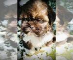 Small #7 Shih Tzu