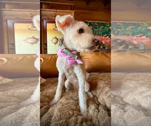 Lady Carpenter - Female Bichon Frise-Unknown Mix Dog for Adoption - Photo #4