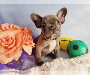 French Bulldog Puppy for sale in HOMESTEAD, FL, USA