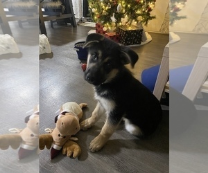 German Shepherd Dog-Siberian Husky Mix Puppy for sale in RENTON, WA, USA