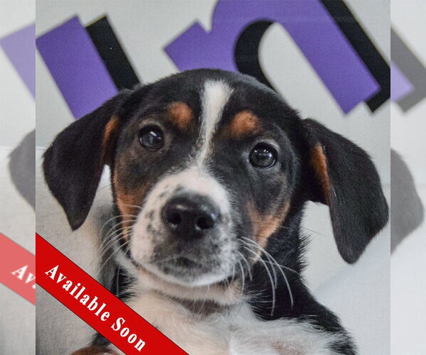 Medium Photo #1 Beagle-Unknown Mix Puppy For Sale in Huntley, IL, USA