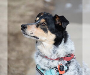 Squirrel - Female Mutt Dog for Adoption - Photo #6