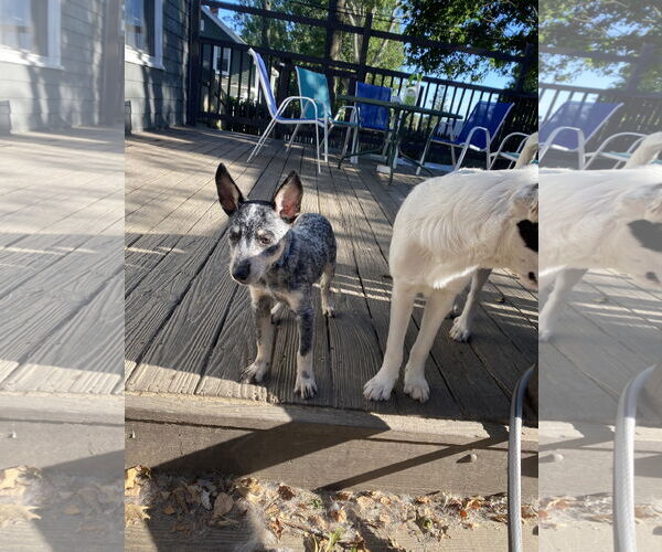 Medium Photo #3 Mutt Puppy For Sale in Garden City, NY, USA