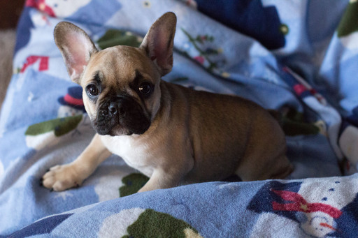 Medium Photo #2 French Bulldog Puppy For Sale in BAY VIEW, WI, USA