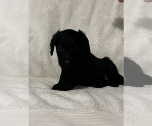Labradoodle Puppy for sale in QUEEN CREEK, AZ, USA