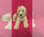 Small Photo #6 Goldendoodle Puppy For Sale in LANCASTER, PA, USA