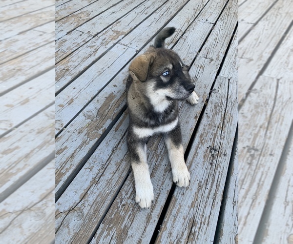 Medium Photo #5 Chow Chow-Siberian Husky Mix Puppy For Sale in GIDDINGS, TX, USA