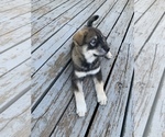 Small Photo #5 Chow Chow-Siberian Husky Mix Puppy For Sale in GIDDINGS, TX, USA