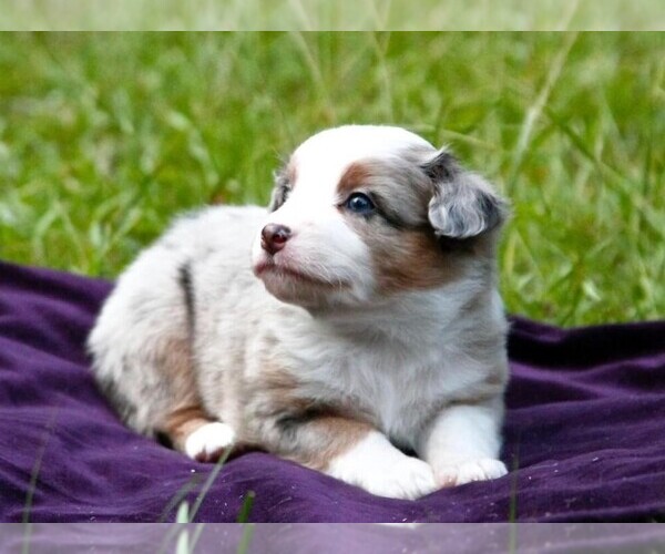 Medium Photo #3 Miniature Australian Shepherd Puppy For Sale in MAGNOLIA, TX, USA