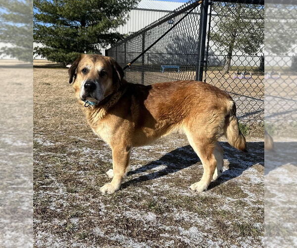 Medium Photo #2 Mutt Puppy For Sale in Evansville, IN, USA