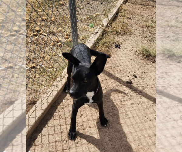 Medium Photo #2 Siberian Husky-Unknown Mix Puppy For Sale in Amarillo, TX, USA