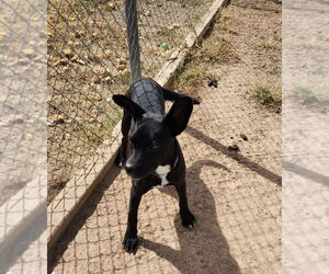 Willow - Female Siberian Husky-Unknown Mix Dog for Adoption - Photo #2