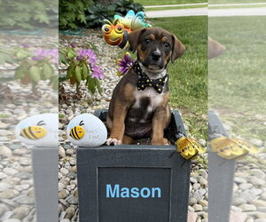 Beagle-Unknown Mix Dogs for adoption in Aurora, IN, USA