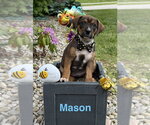 Small Beagle Mix